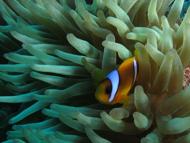 Фото сряда: Изумителният подводен свят на Червено море