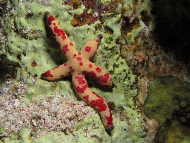 Фото сряда: Изумителният подводен свят на Червено море