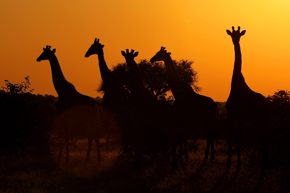 10 места с вълшебен изгрев - Жирафи в резерват в Ботсвана