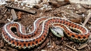 7 съвета за оцеляване от Беър Грилс - Научете се да ядете змии
