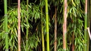 7 съвета за оцеляване от Беър Грилс - Намерете бамбук