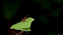 (С)експериментирай с най-странните афродизиаци по света - Мравка-листорезачка