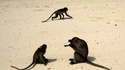 Плажът на нахалните маймуни