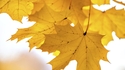 10 красиви мисли за есента