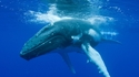 Пътешествие до Нова Зеландия на гърба на кит
