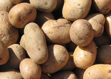Празник на картофа в Трън