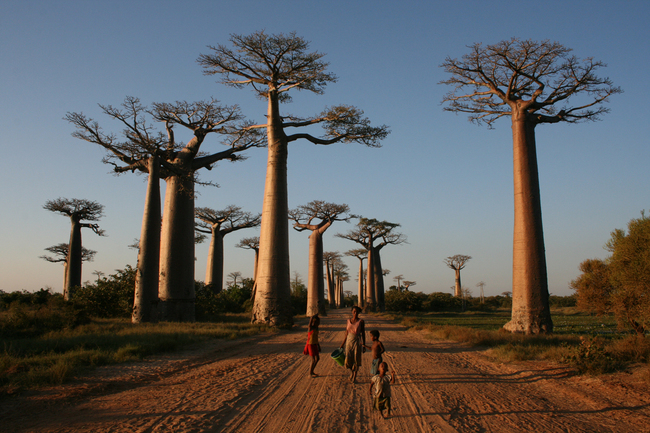 7 уникални места, които да видите - Авенюто на баобабите в Мадагаскар