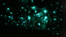 7 уникални места, които да видите - Пещерите със светещи червеи в Нова Зеландия