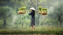 Виетнам: 15 съвета за начинаещи