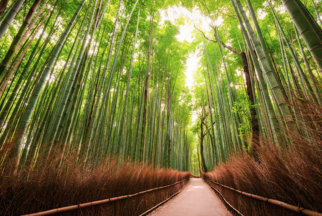 Най-красивите снимки от Киото (галерия)