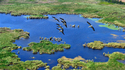 Резерват Сребърна: Птици и плаващи острови