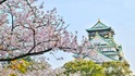 Аномалия - вишневите дръвчета в Япония цъфнаха!