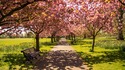 Хайд парк – из красотите на най-големия лондонски парк