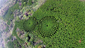 Мистериозната гора от концентрични кръгове в Япония