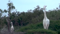 Бракониери убиха рядък вид бели жирафи
