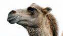 В Катар се проведе конкурс за най-красива камила