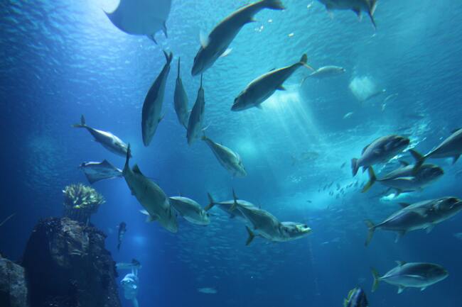 Океанариумът в Лисабон - най-добрият аквариум в света