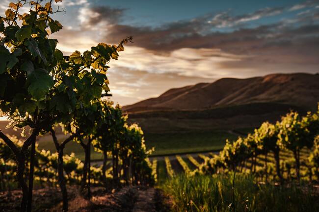 9-те най-подценявани винарски региона в света