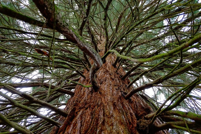 На колко години е най-старото дърво в света, т.нар. "Прадядо"?