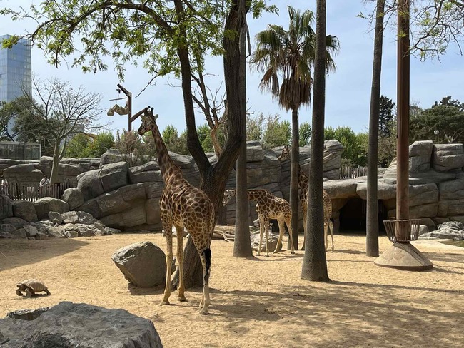 Зоопаркът на Барселона - защо си струва да го посетите