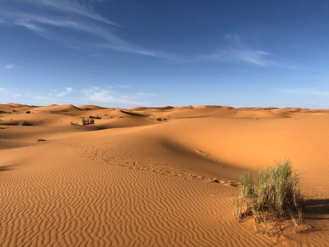 Кой живее в пустинята Сахара?