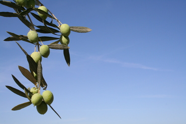 Фестивал на маслините и щира
