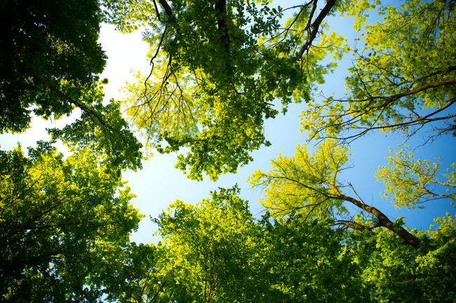 Засаждат над 200 нови дръвчета в Благоевград