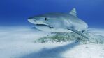 Колко смъртоносни атаки на акули е имало през 2023 година?