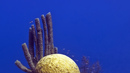 Кораловият риф на Белиз