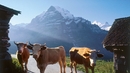 Лятото на една крава в Швейцария