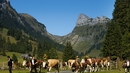 Лятото на една крава в Швейцария