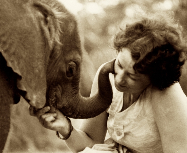Дафни Шелдрик и животните-сирачета на Кения