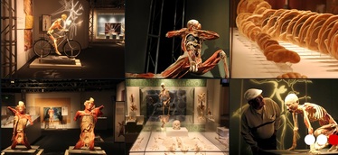 Bodies Revealed - човешкото тяло - разкрито и реално - изложба