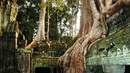 Най-изумителните изоставени места по света - Джунглата е завзела храма в Ангкор Ват, Камбоджа