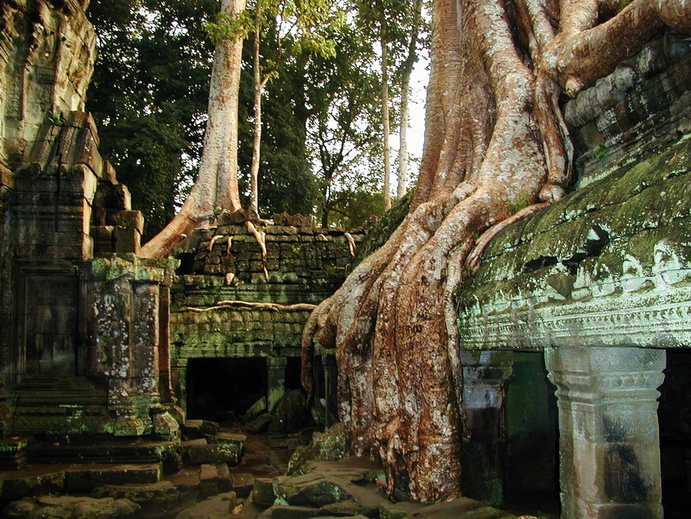 Най-изумителните изоставени места по света - Джунглата е завзела храма в Ангкор Ват, Камбоджа