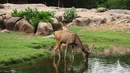 Не зоопарк, а джунгла в Хайдарабад