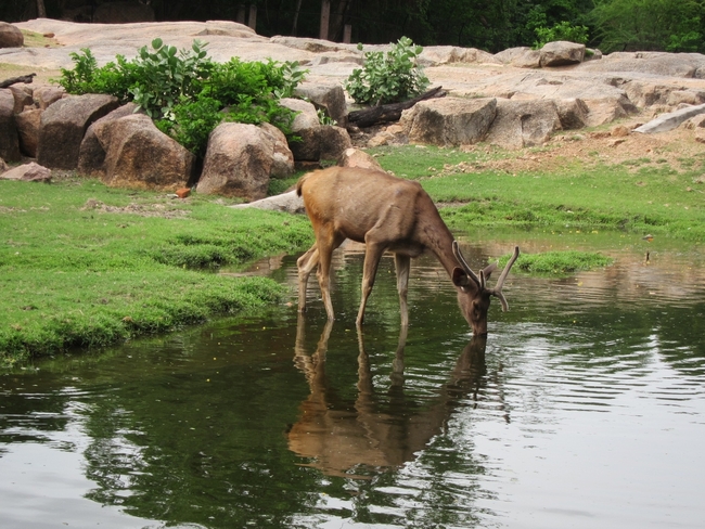 Не зоопарк, а джунгла в Хайдарабад