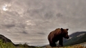 Какво е да си в челюстта на мечка гризли (видео)