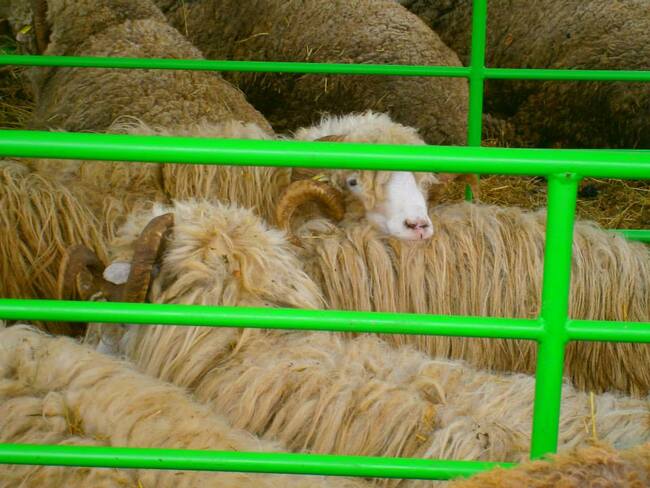 Събор на овцевъдите: А ти колко бързо стрижеш овца?