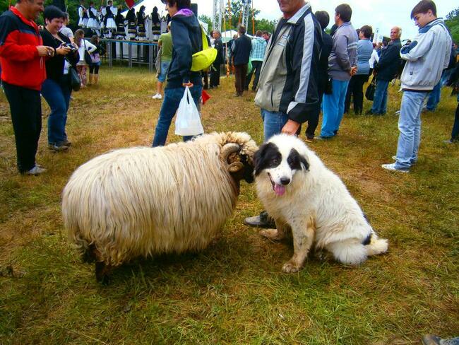 Събор на овцевъдите: А ти колко бързо стрижеш овца?