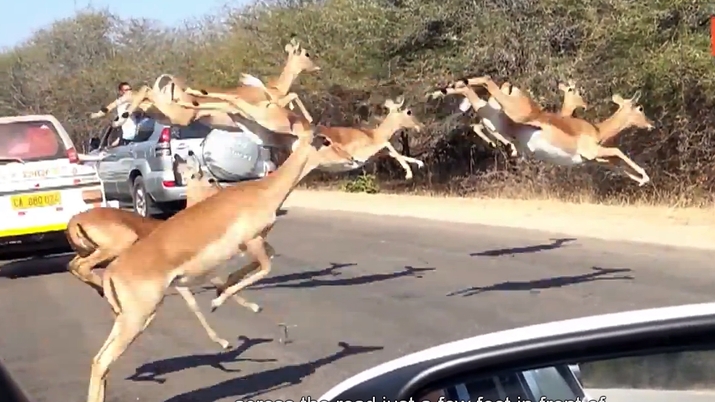 Когато антилопите скочат в колата, сафарито става екстремно