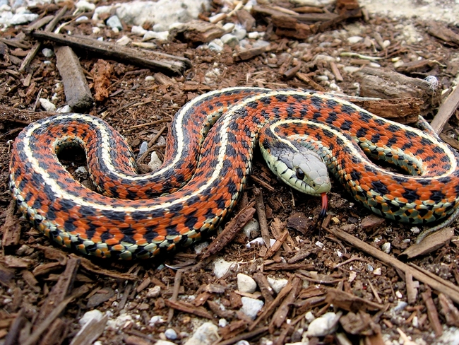 7 съвета за оцеляване от Беър Грилс - Научете се да ядете змии