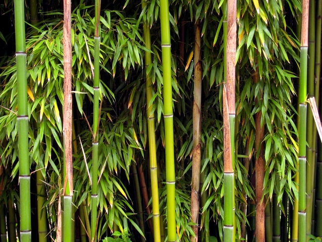 7 съвета за оцеляване от Беър Грилс - Намерете бамбук