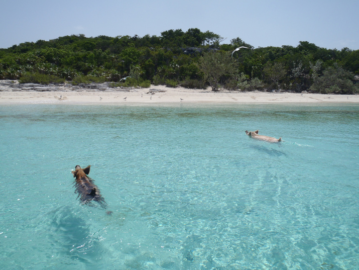 Плуващите прасенца от Бахамските острови