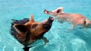 Плуващите прасенца от Бахамските острови