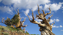 Чудатата Земя: 5 необикновени места, които да видите - Древна борова гора ( Калифорния)