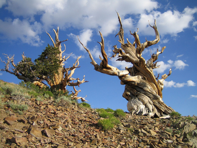 Чудатата Земя: 5 необикновени места, които да видите - Древна борова гора ( Калифорния)
