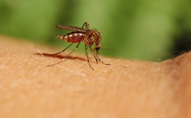 Защо ни хапят комарите?