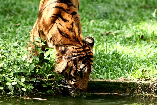 (С)експериментирай с най-странните афродизиаци по света - Тигрово достойнство