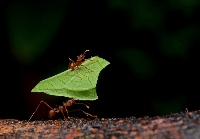 (С)експериментирай с най-странните афродизиаци по света - Мравка-листорезачка
